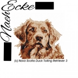 Nova Scotia Duck Tolling Retriever 3