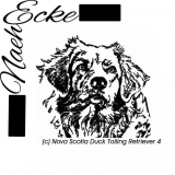 Nova Scotia Duck Tolling Retriever 4