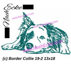 Border Collie 19-2