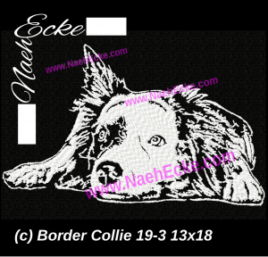 Border Collie 19-3