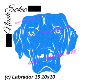 Labrador 15