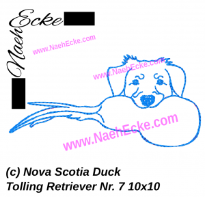 Nova Scotia Duck Tolling Retriever 7