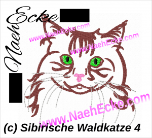 Sibirische Waldkatze 4