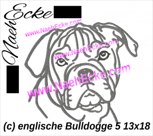 Englische Bulldogge 5